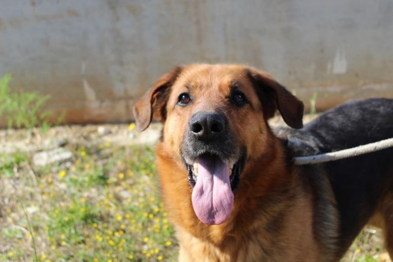 Luna, un amore in canile