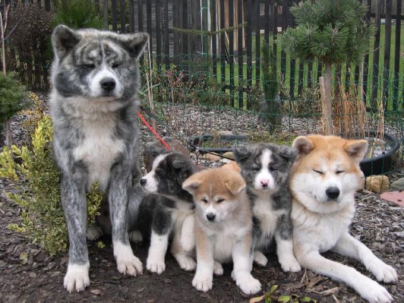 Disponibile il simpatico Akita Inu