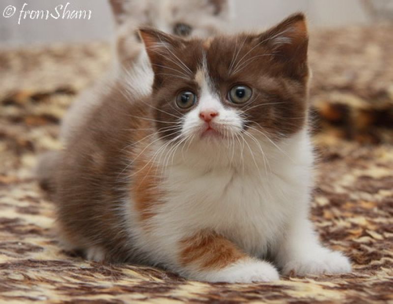 cuccioli british short hair