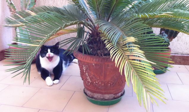 Il ruggito della foresta!