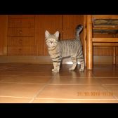 Ketty