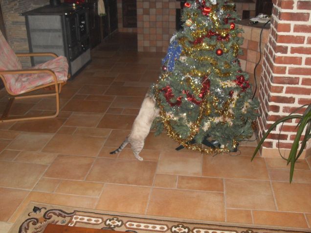 finiamo di sistemare l'albero di Natale ..