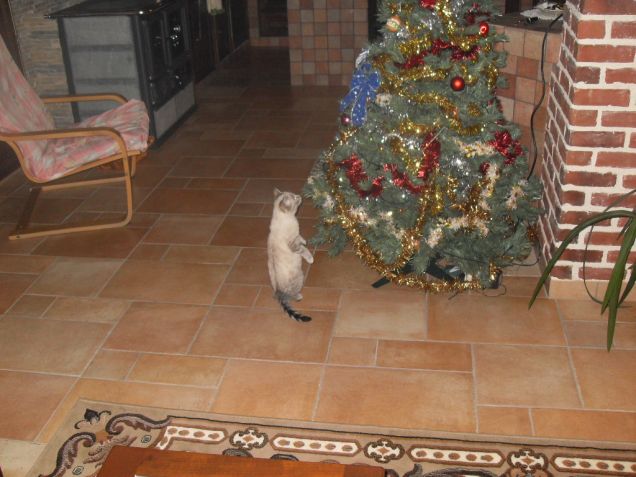 finiamo di sistemare l'albero di Natale ..