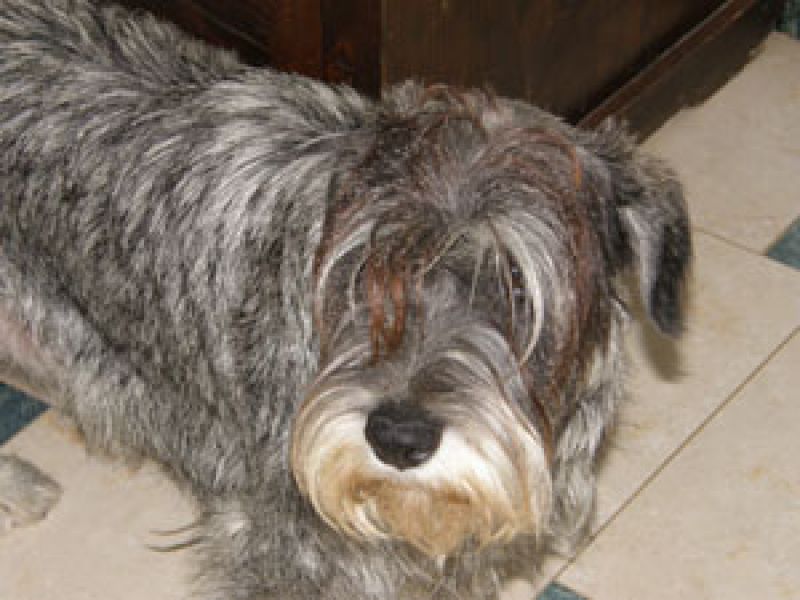 schnauzer medio sale e pepe