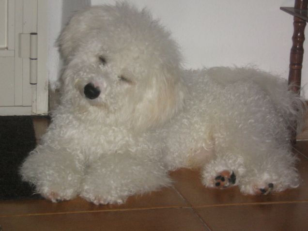 Fuffy il mio adorato Bichon Frise'.