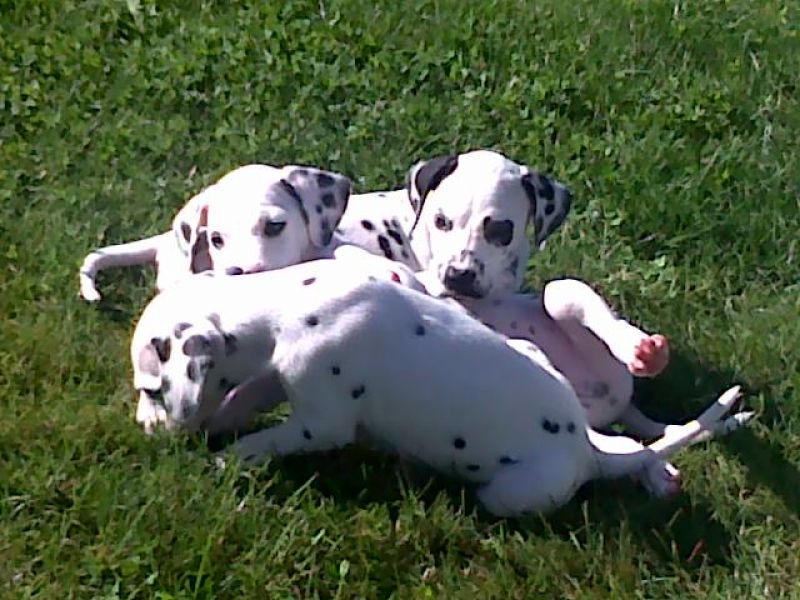 vendite cuccioli dalmata 2 mesi di razza 