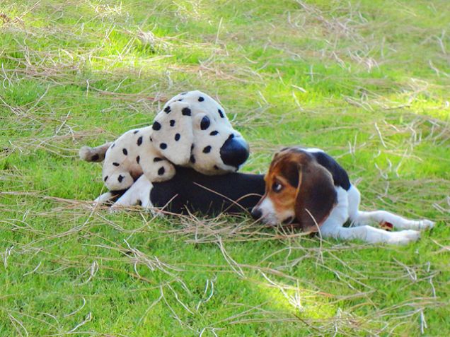 Ehy dalmata-peluche, sono un MASCHIO!