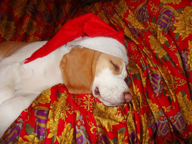 Merry Christmas by The Beagle Family