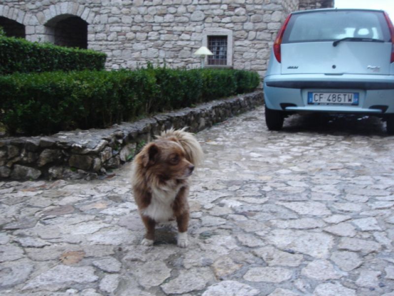 piccolo meticcio cerca casa