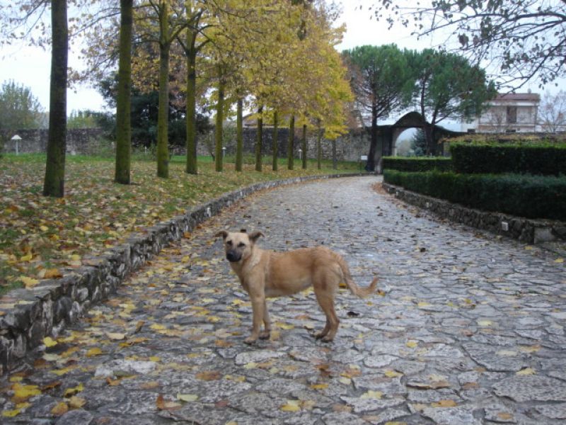 cucciolona vivace e affettuosa cerca casa