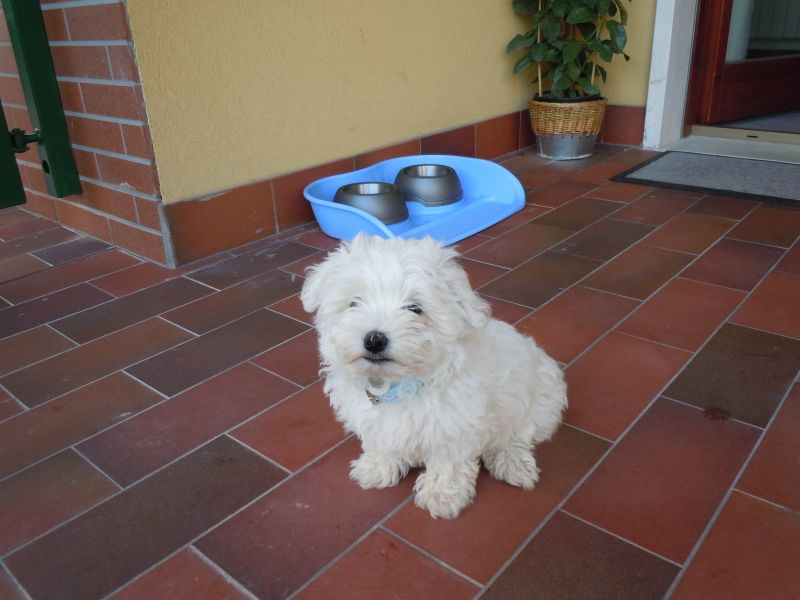 Vendesi cucciolo di maltese