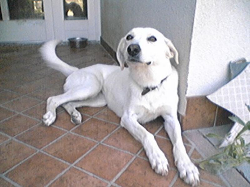 Regalo cagnolina dolcissima