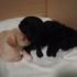 regalo cuccioli cane incrocio taglia piccola