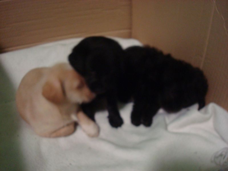 regalo cuccioli cane incrocio taglia piccola