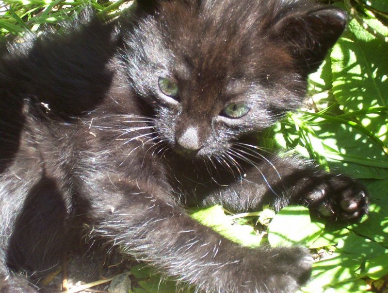 Gattino affettuoso e giocherellone cerca casa