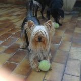 maikol e olive