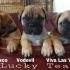 Bullmastiff cuccioli 