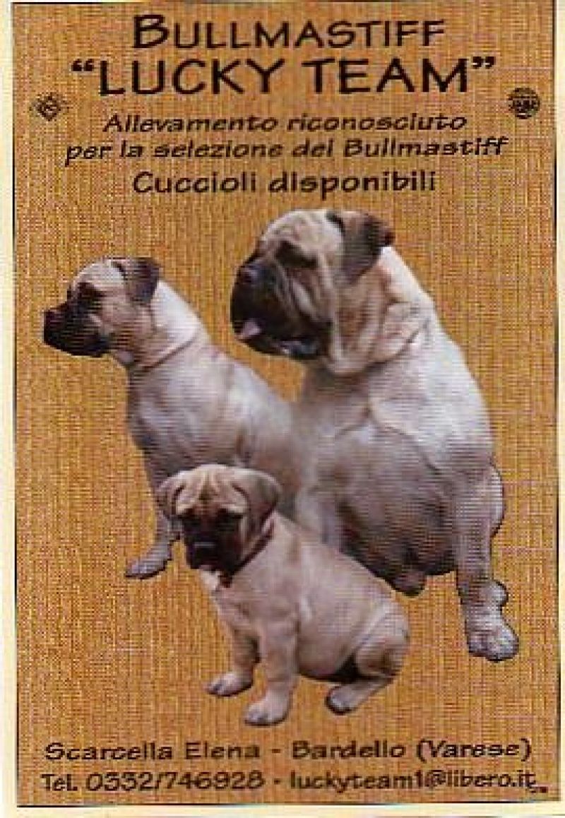 BULLMASTIFF cuccioli