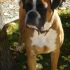 ZEUS BELLISSIMO BOXER CON PEDIGREE CERCA BOXERINA