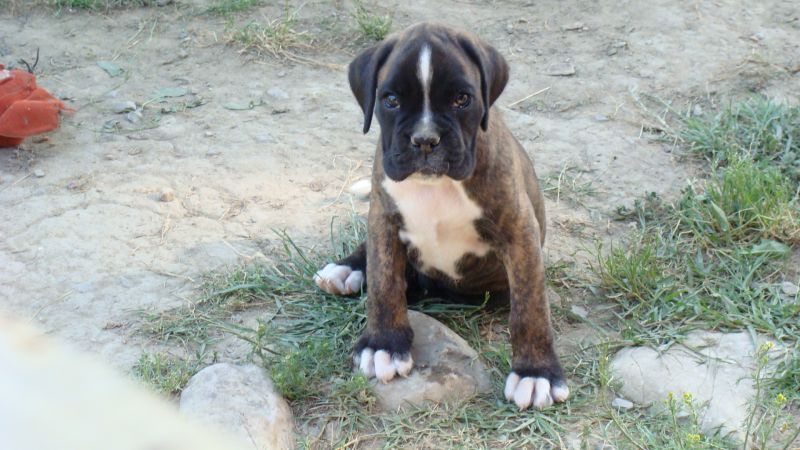 BOXER cuccioli