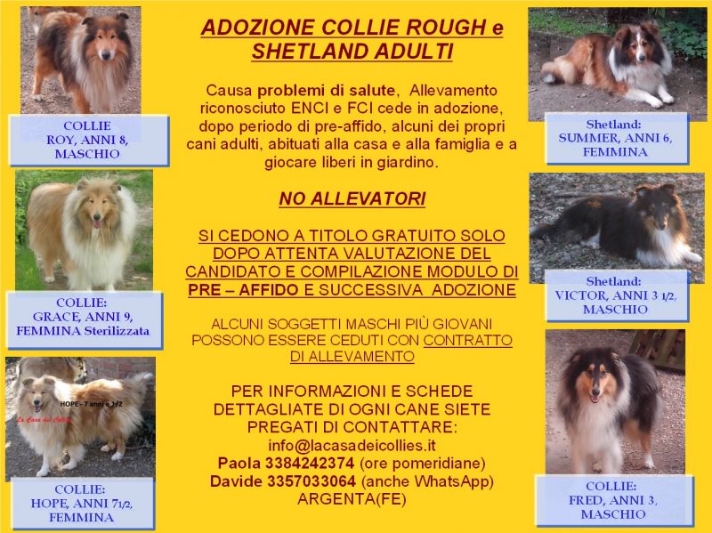 COLLIE ROUGH e SHETLAND ADULTI