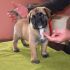 Vendesi prestigiosi cuccioli di Bullmastiff