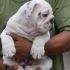 cerco bulldog inglese  