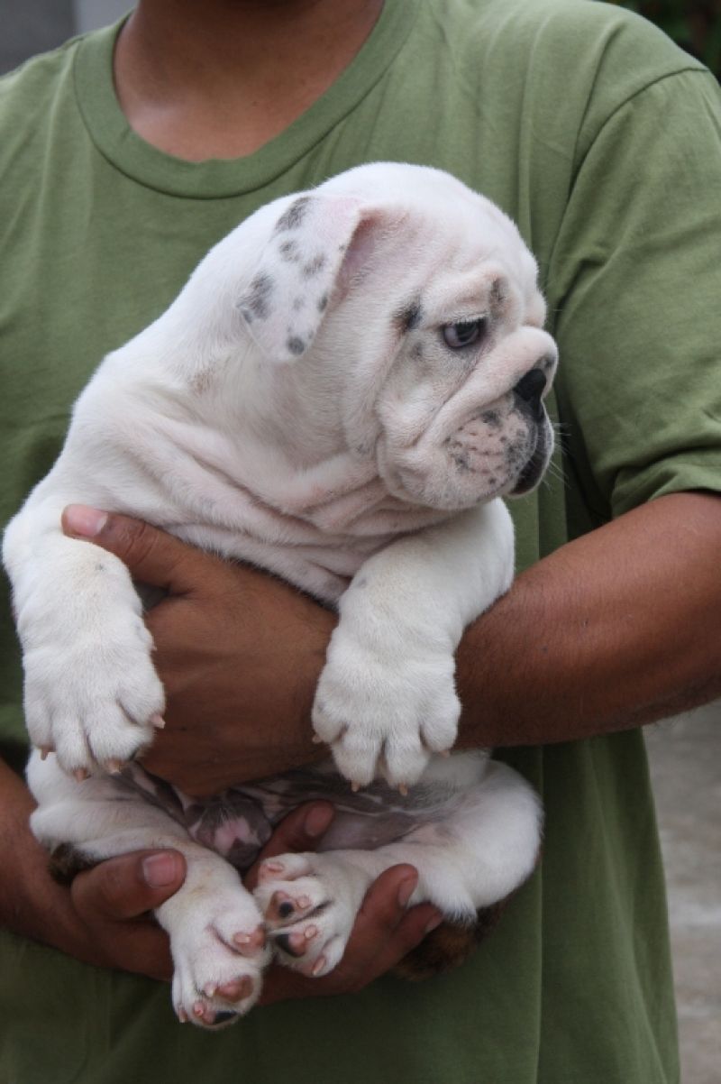 cerco bulldog inglese  