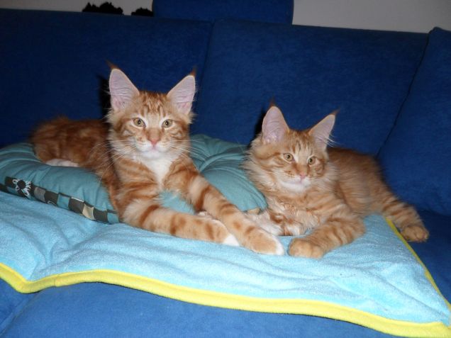 MAINE COON ROCKFELLER E RODRIGUEZ