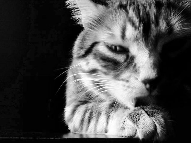 gualtiero e l'ora delle pulizie