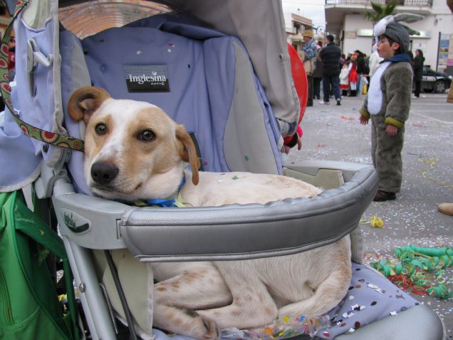 carnival dog