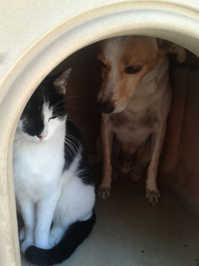 al sicuro col mio amico cane