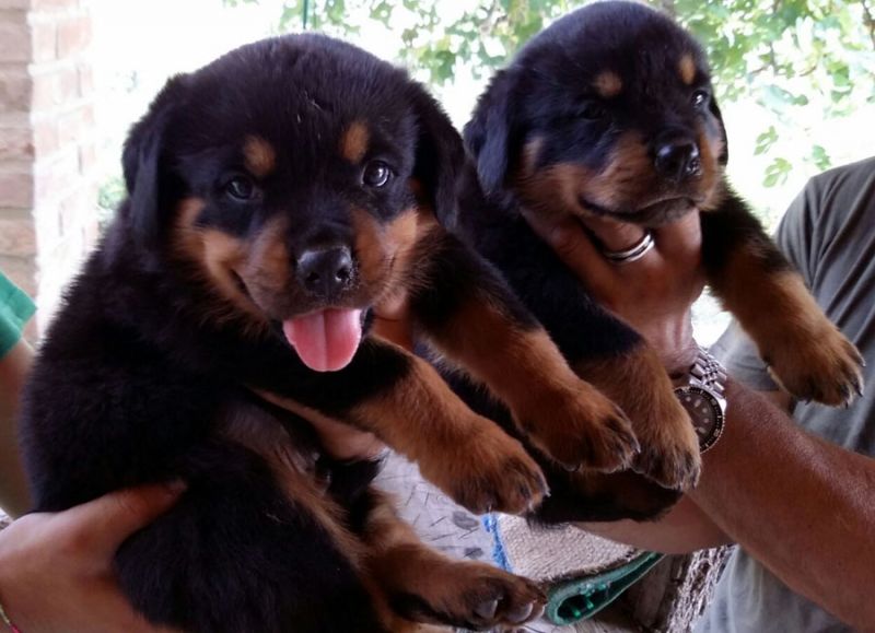 Cuccioli rottweiler disponibili