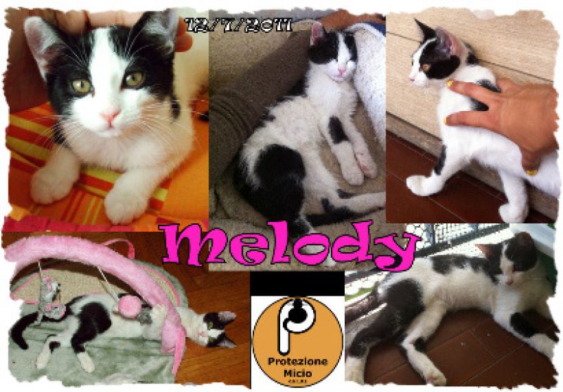 Protezione Micio offre in adozione la gatta Melody