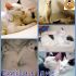 Urge adozione per le gattine Emily&Jane