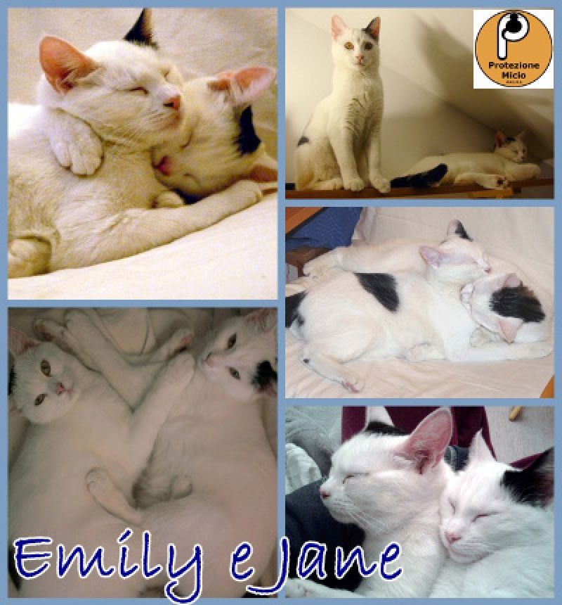 Urge adozione per le gattine Emily&Jane