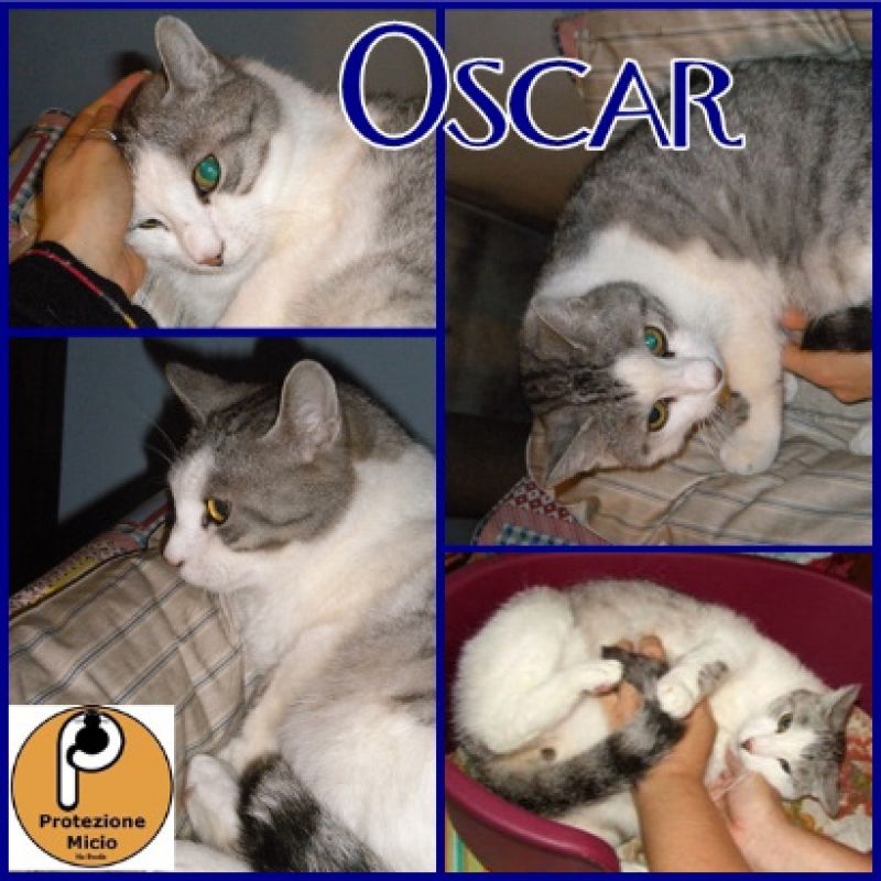 Adozione del cuore per Oscar, gatto anziano