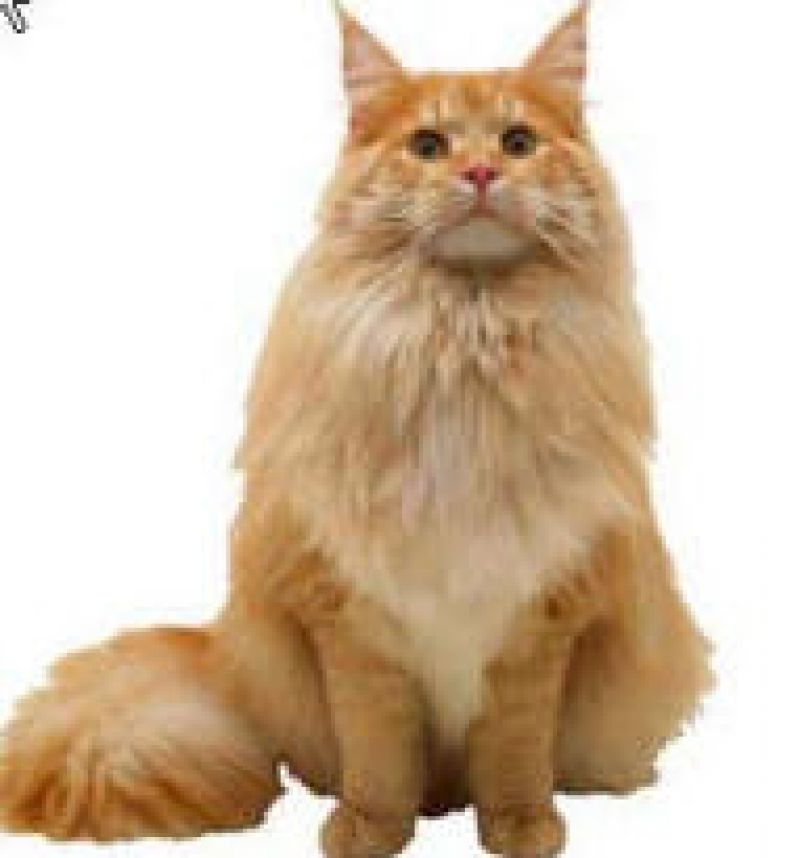 maine coon