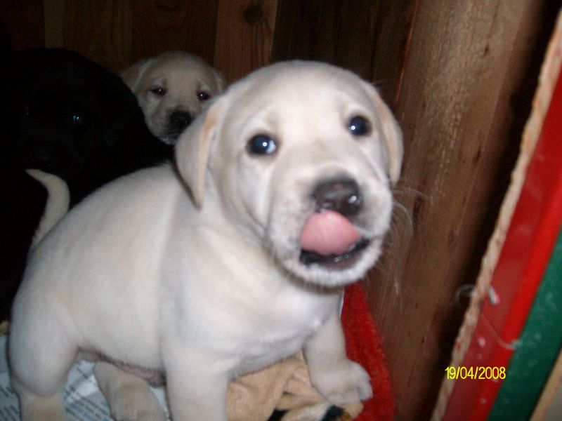 cuccioli di labrador