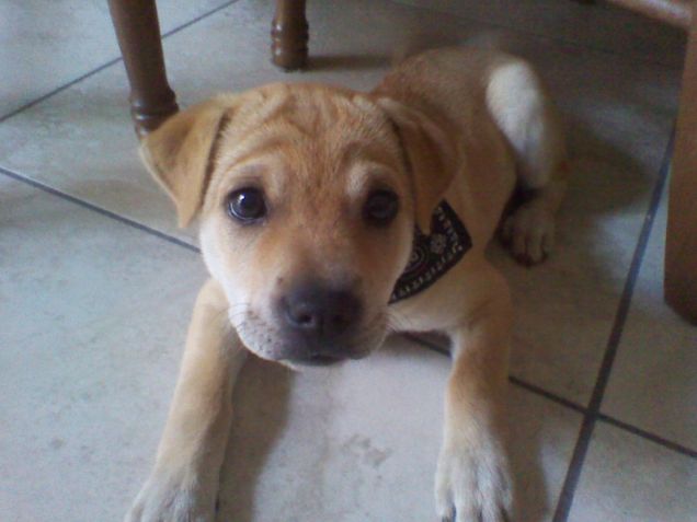 Wendy, il primo piano del mio cucciolo 