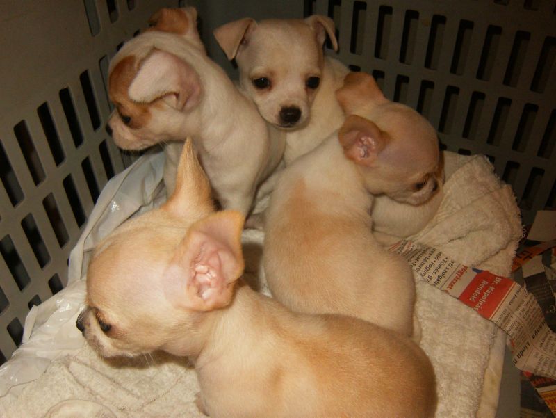 Chihuahua cuccioli