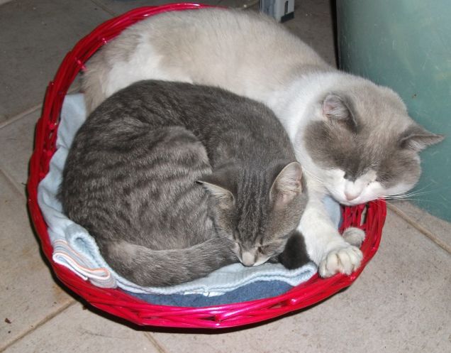 IL MIO CUORE DI GATTO