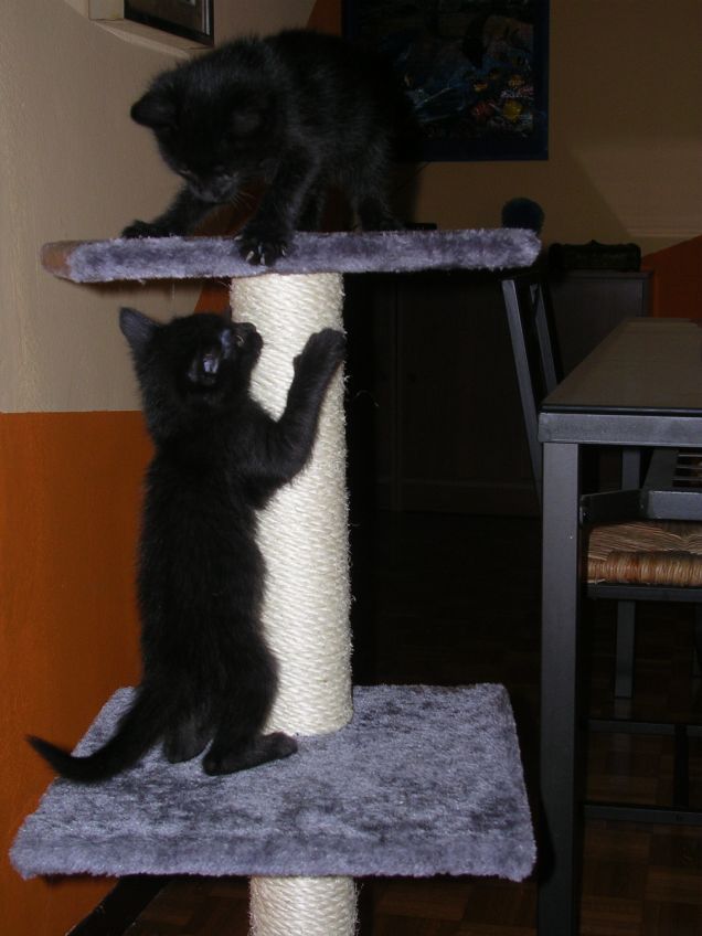 Ore di gioco sul tiragraffi