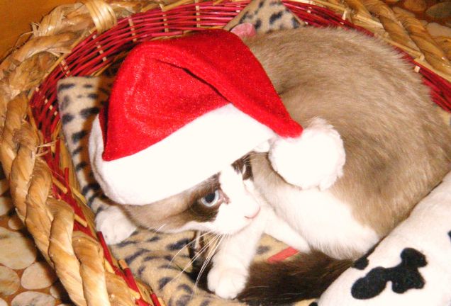 KITTYNATALE