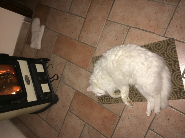 Dodo pulcioso amoroso 