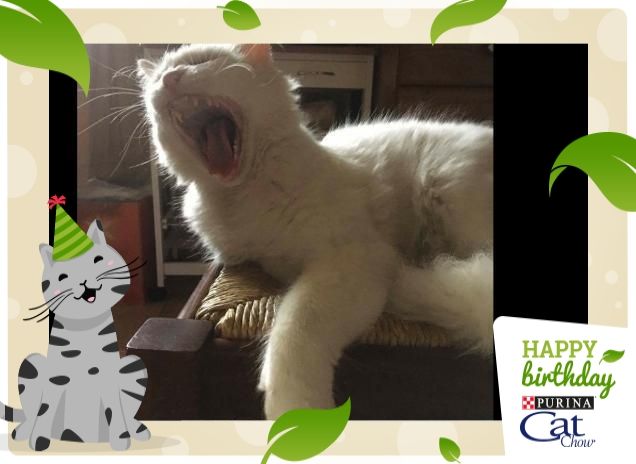 Singing Happy birthday CatChow 