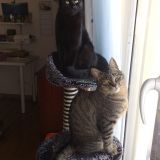 gemelli diversi