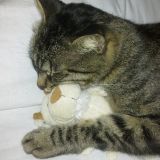 Striscia dormiglione coccolone
