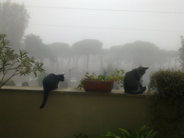 gatti nella nebbia