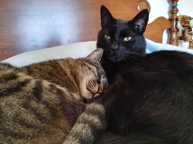 Schatzy & Striscia accoccolati